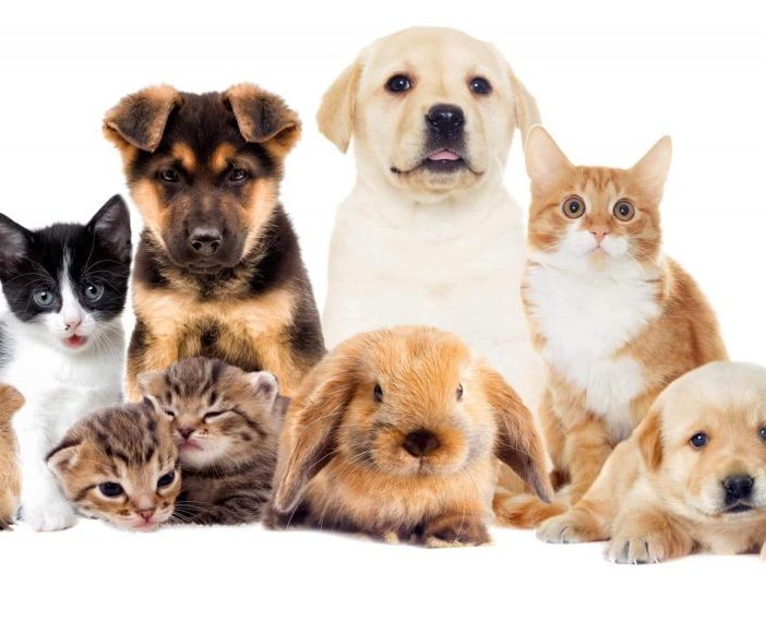 Nuove normative per la tutela degli animali