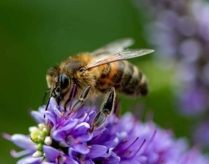 Nasce il tavolo regionale per la tutela della biodiversità e dei pronubi