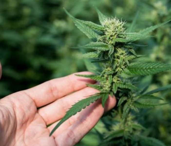 Stop alla vendita della &quot;cannabis light&quot;