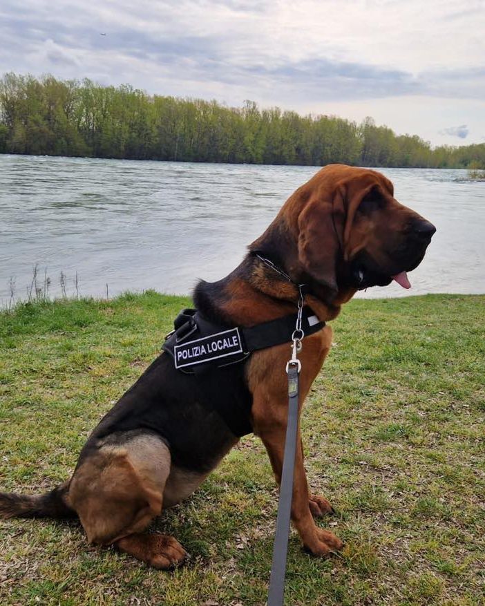 A Trecate operativo il “cane molecolare” dell’unità cinofila