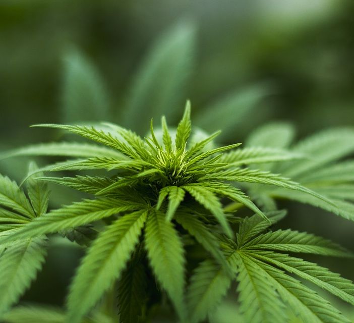 Corte Ue: “La canapa sativa non ha effetti stupefacenti e deve circolare liberamente”