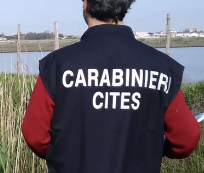 Bracconaggio ittico: smantellata organizzazione che operava in diverse regioni con sede logistica a Borgo Ticino