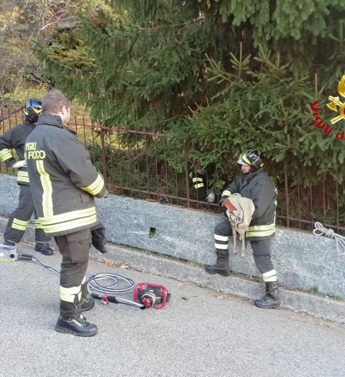 I Vigili del Fuoco salvano un capriolo incastrato in una recinzione di Nebbiuno