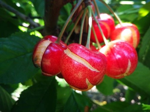 In 30 giorni l'acqua di sei mesi. E le ciliegie fanno &quot;crack…ing”: danni sulla frutta per la troppa pioggia