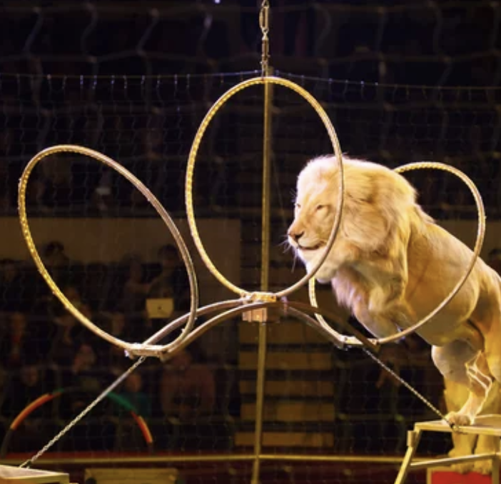 No al circo con gli animali: nuovo presidio di protesta a Novara