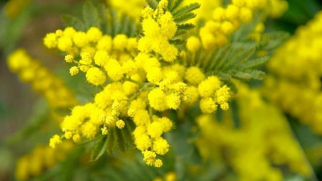 Giornata internazionale della donna: il Coronavirus mette a rischio gli eventi organizzati sul territorio provinciale