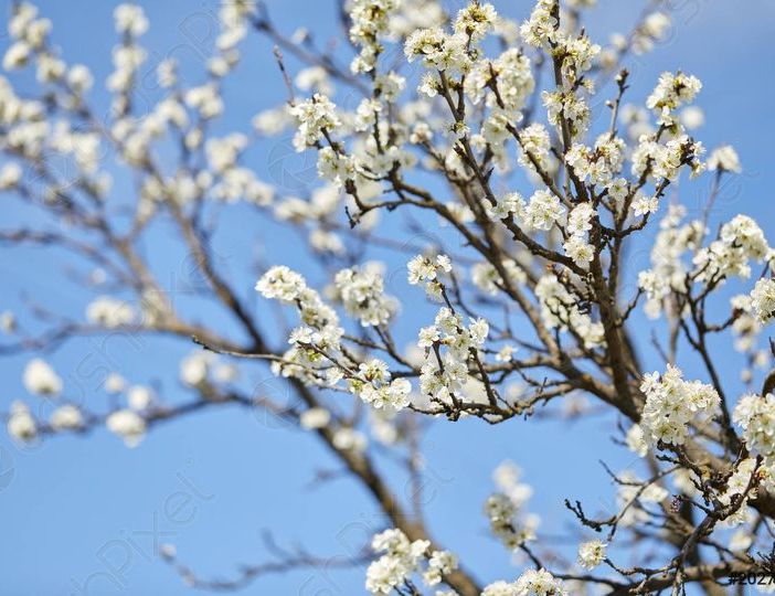 Festa dell’Albero, Cresce il Giardino dei Ciliegi di Trecate