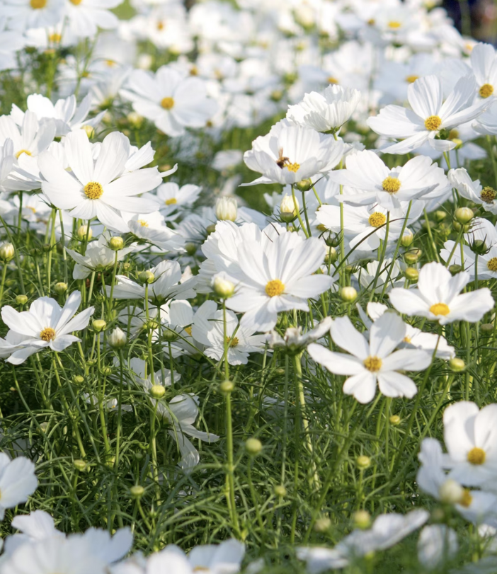 “Fiori in festa”, Gazza Ladra organizza una giornata per festeggiare l’inizio della primavera
