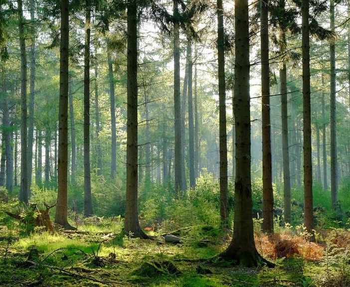 Foreste: cinque video prodotti dalle Regione per parlare della loro importanza