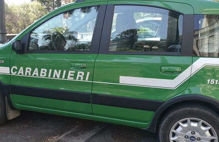 Scoperto macello clandestino nei boschi di Borgomanero