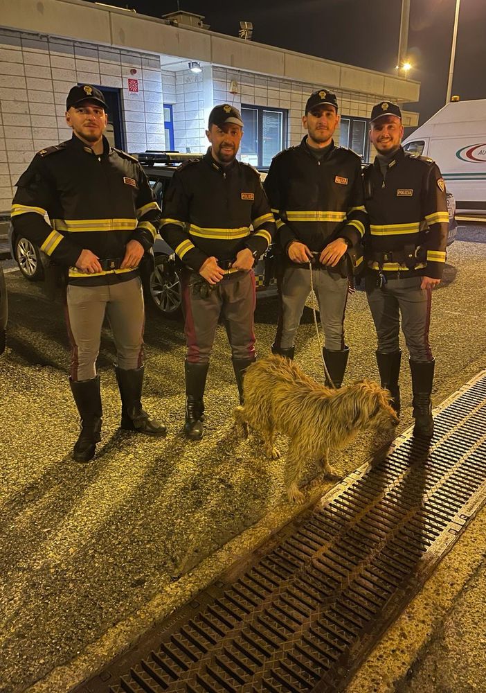 Cane salvato in autostrada dalla Polizia
