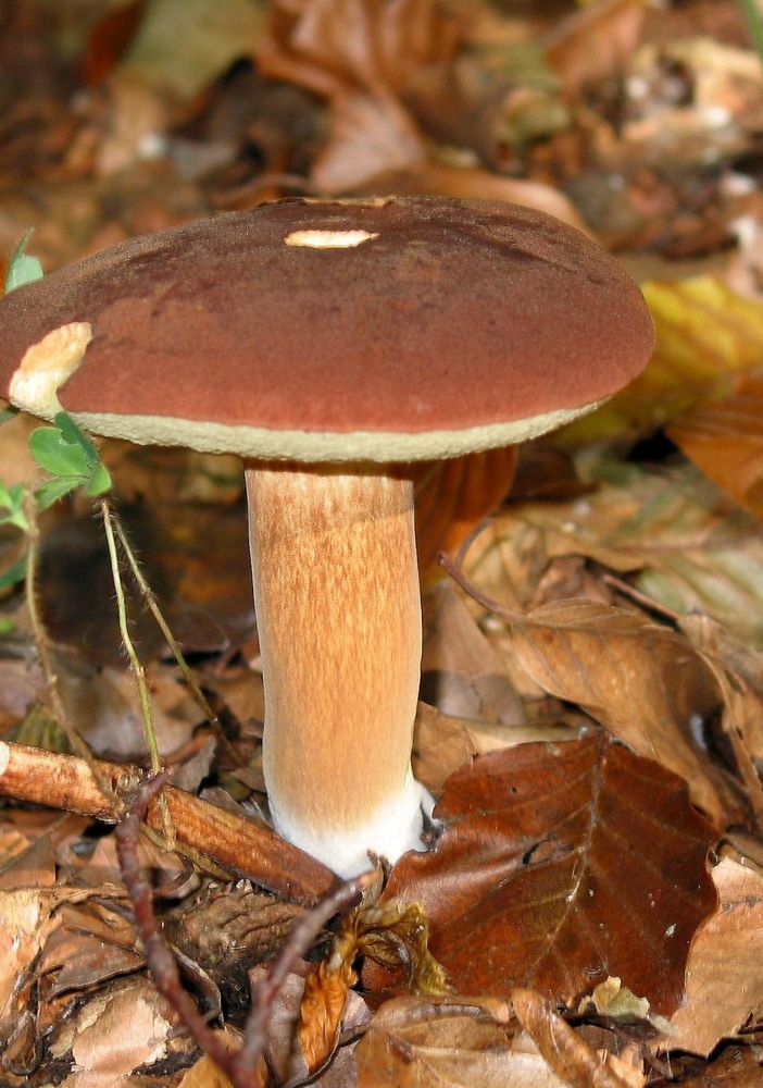 Disponibile all’Asl il servizio di riconoscimento dei funghi