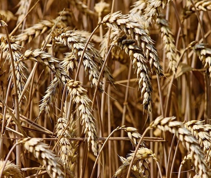 Esonero dal versamento INPS per le nuove iscrizioni in agricoltura: le novità della Legge di Bilancio