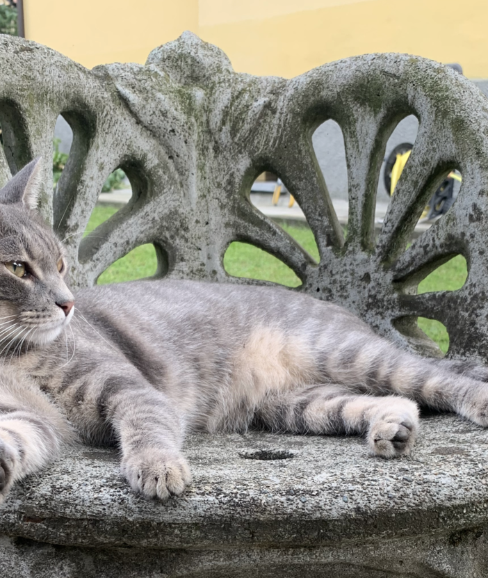 Open day in ricordo di Barbara Pastori: alla scoperta del mondo dei gatti