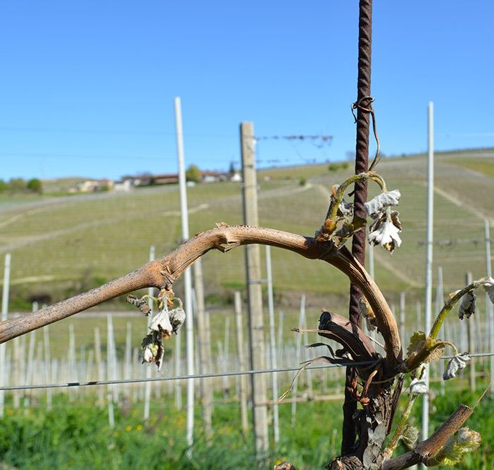 Coldiretti Piemonte: &quot;Allarme gelo, grandi rischi per tutte le coltivazioni&quot;