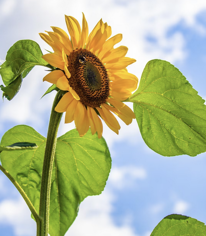 Nella Valle del Ticino un singolare “self service” dei girasoli