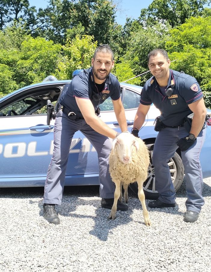 Novara: pecora in tangenziale crea caos tra gli automobilisti
