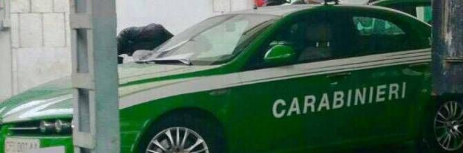 Bellinzago: vitelli maltrattati, stalla sequestrata e multa al proprietario