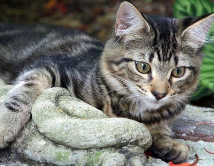 Trecate, gatti feriti o abbandonati: i numeri di emergenza