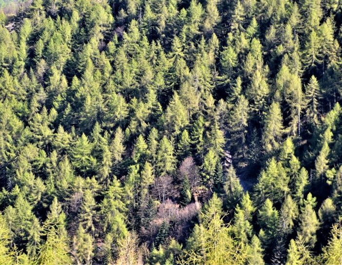 Un miliardo di alberi e 21 categorie forestali: i boschi del Piemonte raccontati in numeri e curiosità