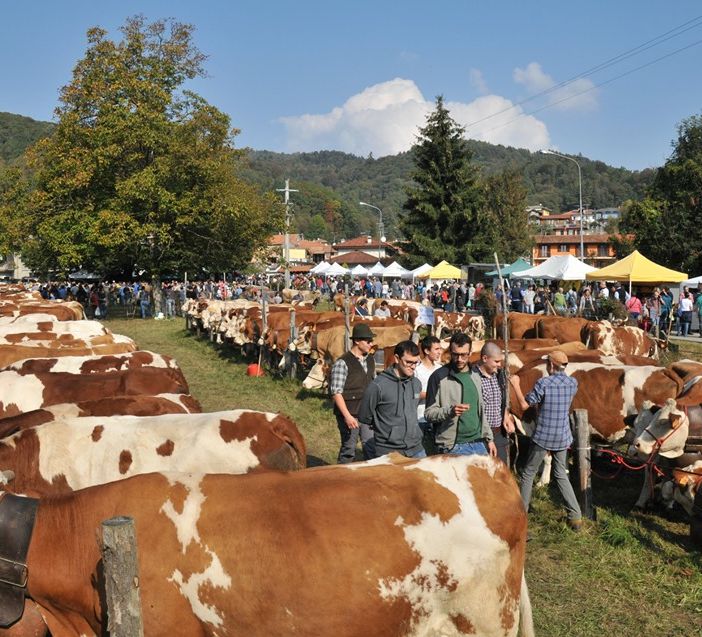 Domenica 13 ottobre ad Armeno torna la Fiera Zootecnica