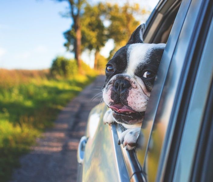 Notizie Piemonte. Lascia il cane chiuso in auto due ore sotto il sole, biellese multato