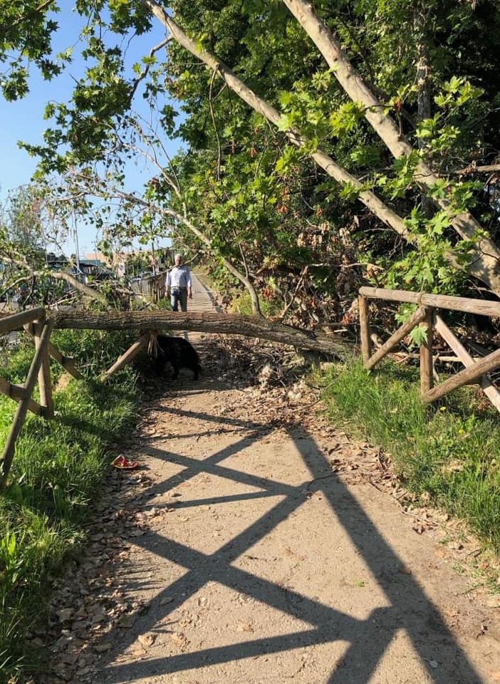 Regione (Lega): “Odg per curare il verde pubblico e garantire così la sicurezza delle strade”