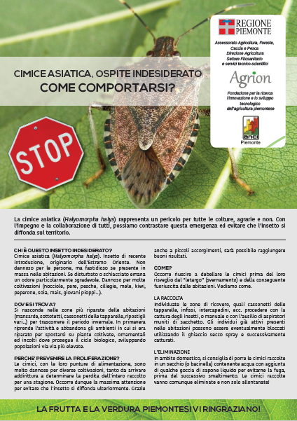 Cimice asiatica: come contrastarne la diffusione?