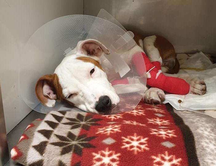 Gara di solidarietà per il cane lanciato dalla finestra