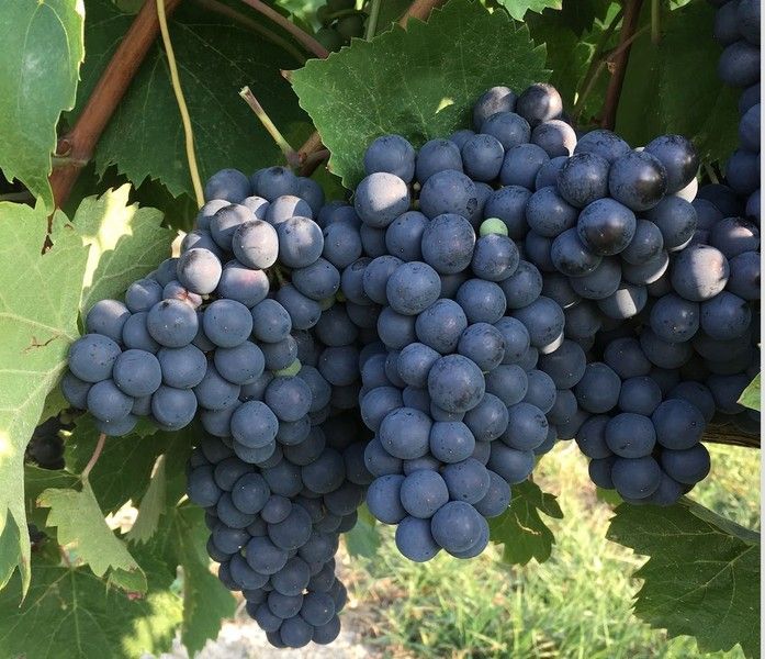 Arrivano le indicazioni per la presentazione delle dichiarazioni di vendemmia e produzione vini 2019