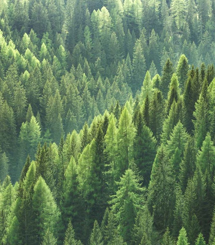 Festa dell’Albero 2019: piantumazioni contro l’emergenza climatica