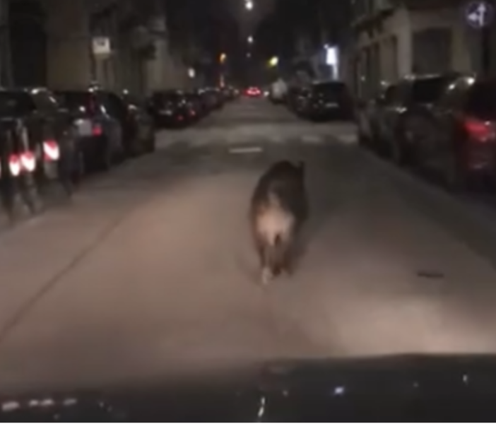 Notizie dal Piemointe. Un cinghiale per le strade di Torino: il video diventa virale