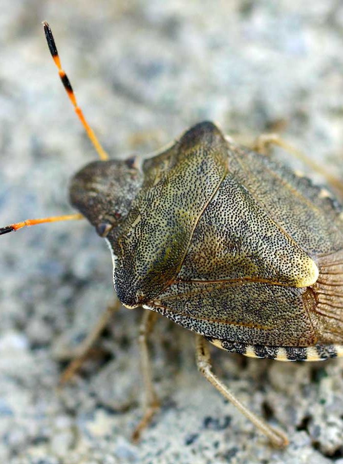 80 milioni per contrasto a cimice asiatica, Coldiretti Piemonte: &quot;Passo importante per aiutare le imprese colpite&quot;