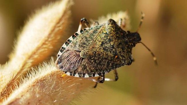 Cimice asiatica: il punto sulle iniziative in corso a livello nazionale e regionale per gli aiuti alle aziende danneggiate e per la lotta contro l’insetto