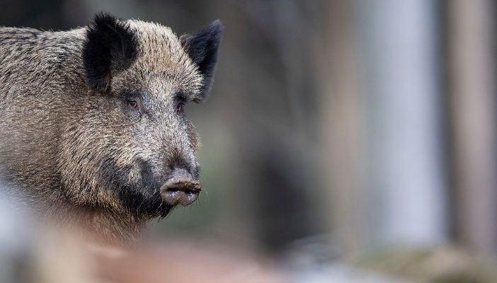 “Peste suina africana in Piemonte. Che fare?”, un incontro al parco Ticino e lago Maggiore
