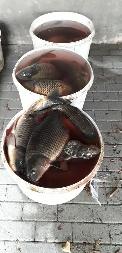 Pesca illegale: due denunciati dalla Polizia locale di Trecate e dalle Guardie giurate volontarie ittiche Fipsas