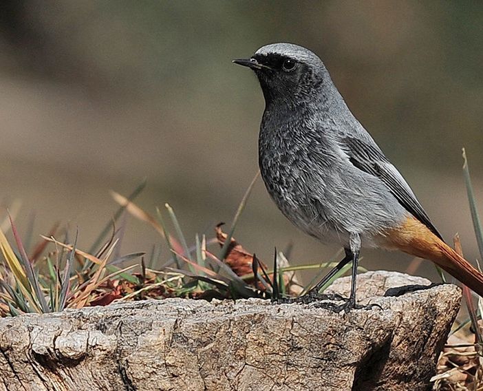 &quot;Ali del Sacro Monte&quot;: il 5 ottobre una conferenza sull'avifauna presente nella Riserva Speciale del Sacro Monte di Orta