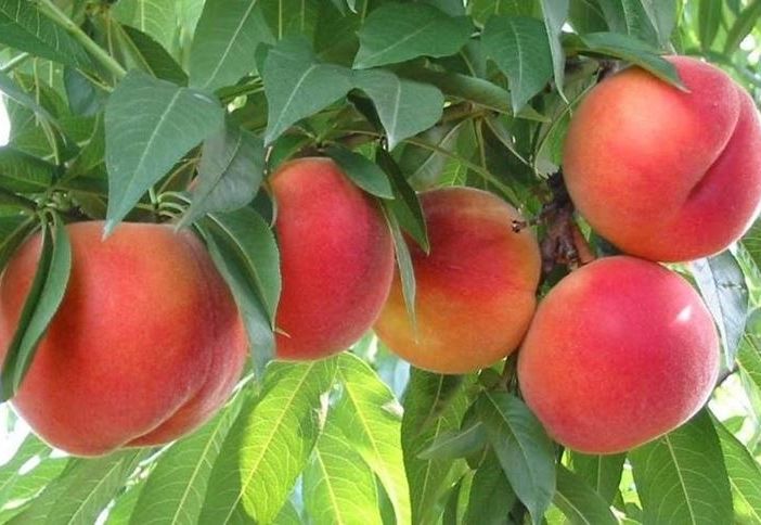 La denuncia di Coldiretti: &quot;Pesche, frutticoltori costretti a comunque a raccogliere e a pagarne le spese&quot;