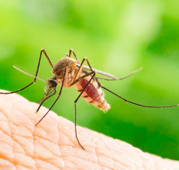 Le raccomandazioni di Asl Novara contro il virus West Nile