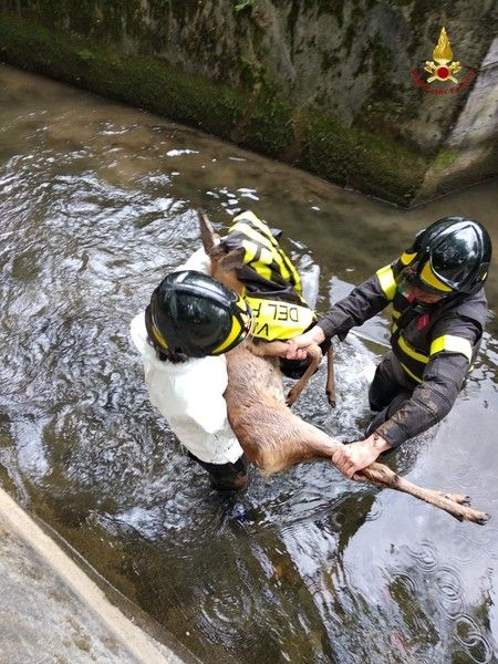 Notizie dal Piemonte. Cucciolo di capriolo ferito ma salvato dall'intervento dai volontari dei vigili del fuoco FOTOGALLERY