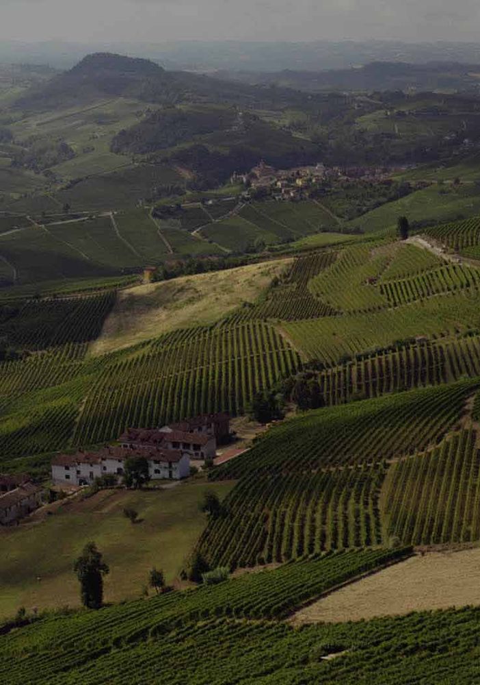 Quali sono i vini delle Langhe più richiesti online