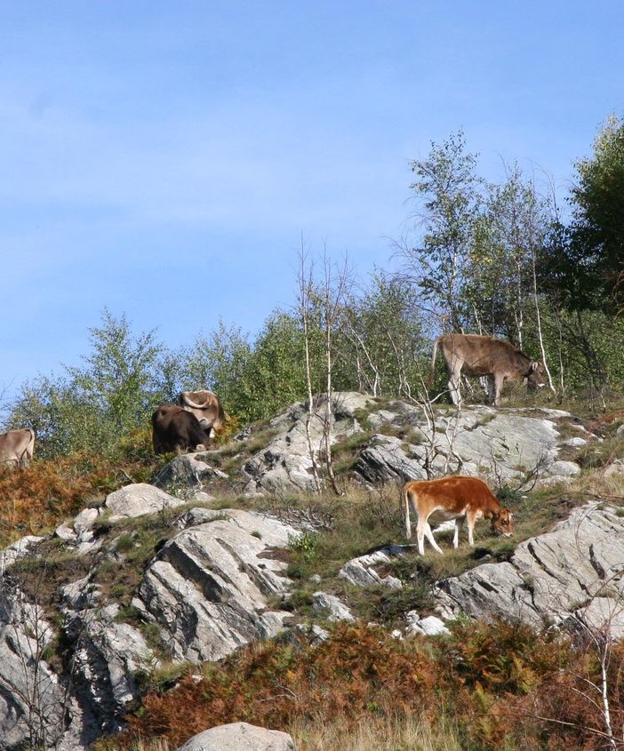 Fase 3, Coldiretti Piemonte: “Bene fondi a sostegno zootecnia regionale”