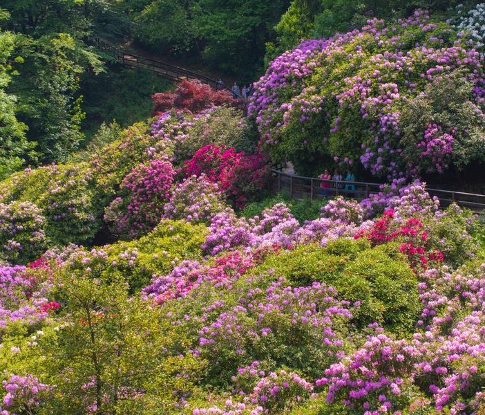 L'Oasi Zegna riparte dalle splendide fioriture spontanee e della Conca dei Rododendri FOTO