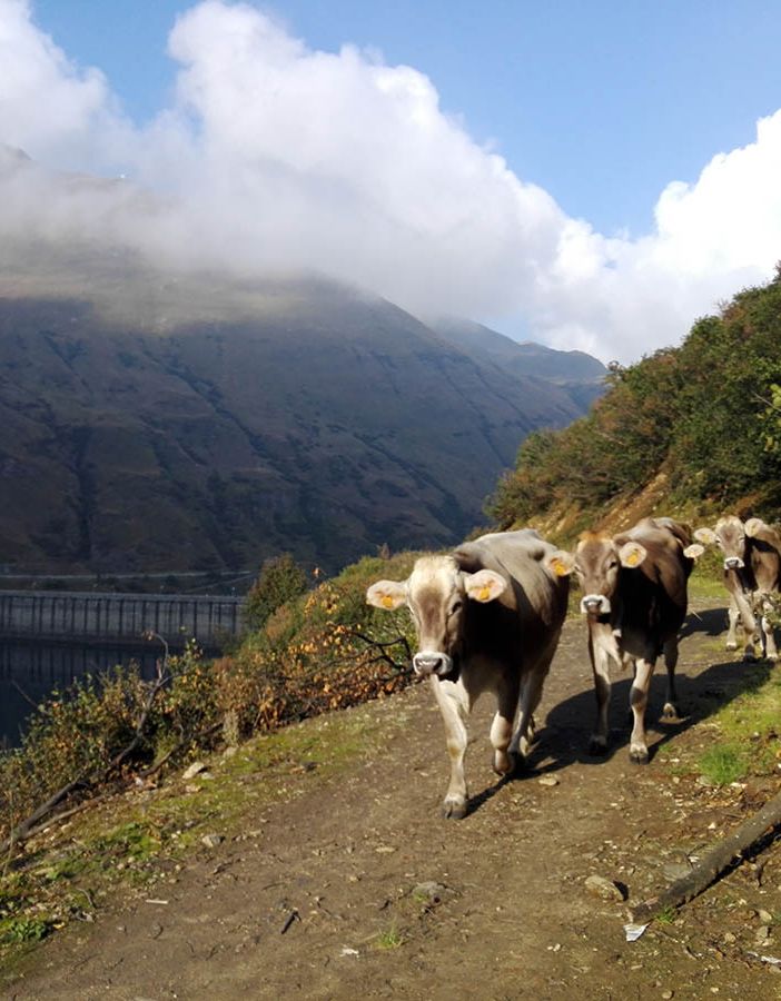 Coronavirus, dalla Regione un sostegno alla filiera lattiero casearia del Piemonte