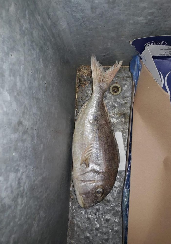 Sequestrati 13 kg di pesce in un alimentari etnico