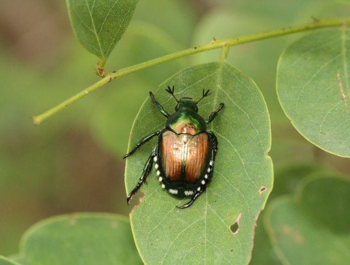 Lotta alla Popillia japonica Newman in Piemonte