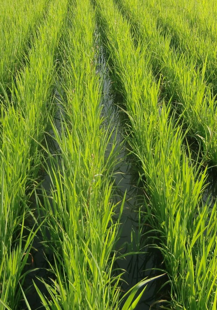 Coldiretti Piemonte: importante il tavolo riso per difendere nostri produttori da invasione asiatica
