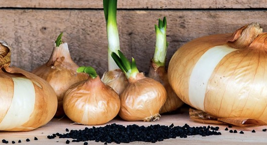 Sagre di qualità piemontesi, c'è anche la 'cipolla bionda' di Fontaneto d'Agogna