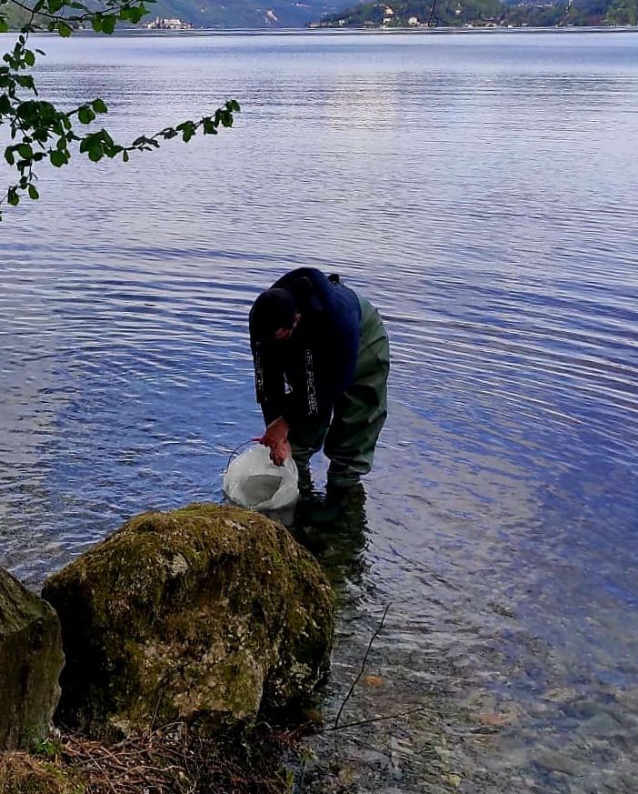 Immessi nel lago d'Orta cinquecento avannotti di luccio italico