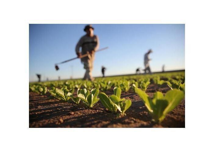 Danni per eventi climatici in agricoltura: linee guida per il risarcimento